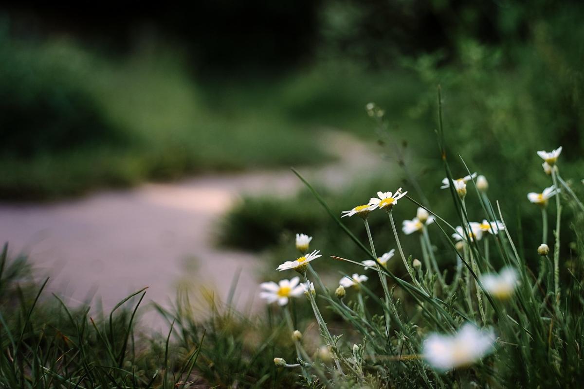 flowers-7221191 1280 flowers-7221191 1280
